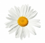 1243993_daisy_isolated